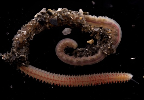 Microspio atlantica