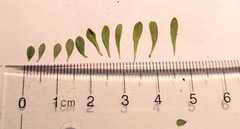Condalia spathulata