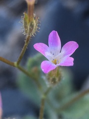 Gilia scopulorum