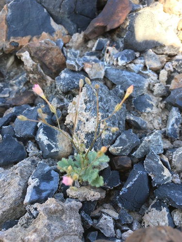 Image of Gilia scopulorum by (c) Matt Berger, some rights reserved (CC BY)