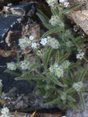 Johnstonella holoptera