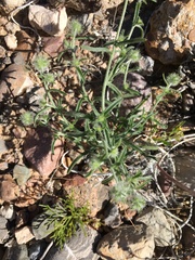 Cryptantha nevadensis