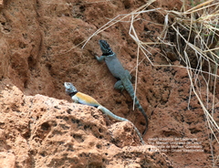 Sceloporus minor