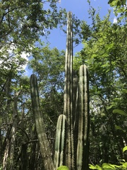 Stenocereus eichlamii