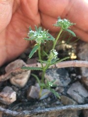 Cryptantha maritima