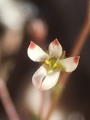 Nemacladus orientalis