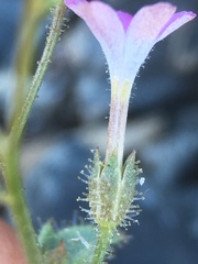 Gilia scopulorum