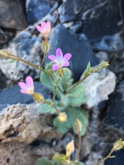 Gilia scopulorum