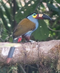 Andigena laminirostris