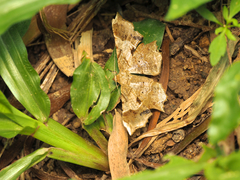 Krananda oliveomarginata