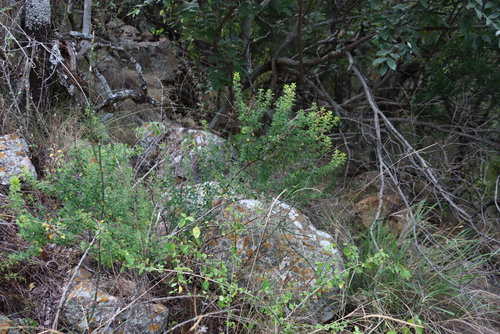 Barleria rotundifolia, photograph 5