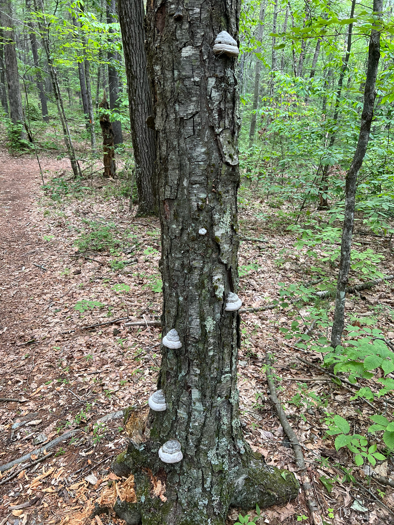 Tinder Polypore
