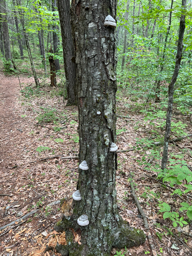 Tinder Polypore