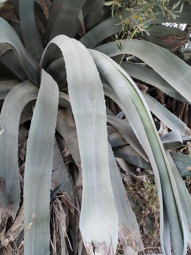 Avistamiento Pita (Agave americana)