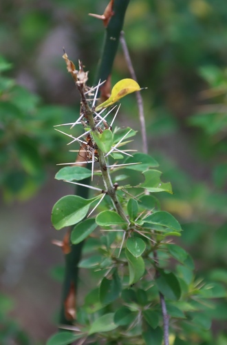 Barleria rotundifolia, photograph 4