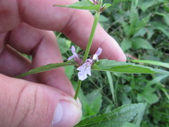 Stachys tenuifolia