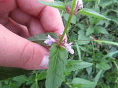Stachys tenuifolia