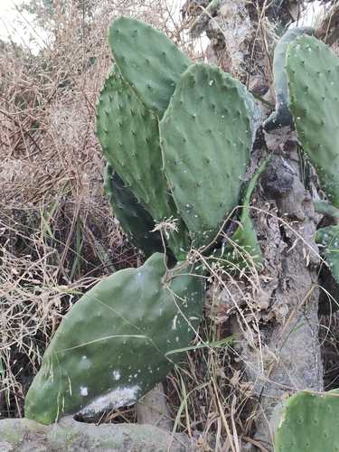 Avistamiento Chumbera (Opuntia ficus-indica)