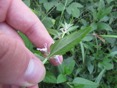 Stachys tenuifolia