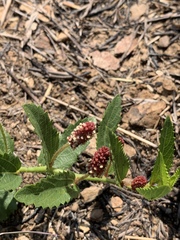 Acalypha caperonioides
