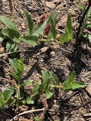 Acalypha caperonioides