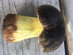 Caloboletus conifericola