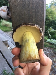 Caloboletus conifericola
