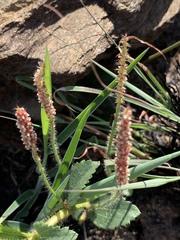 Acalypha caperonioides