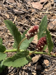 Acalypha caperonioides