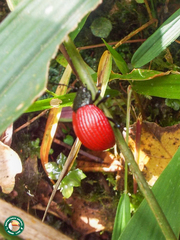 Elytrosphaera xanthopyga