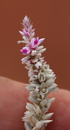 Wild Cockscomb (Hermbstaedtia odorata)