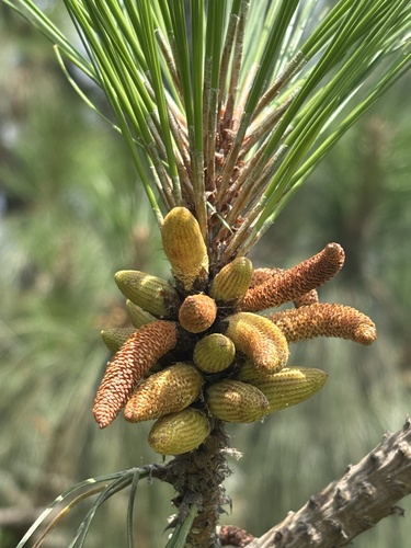 Pinus pseudostrobus, photograph 4