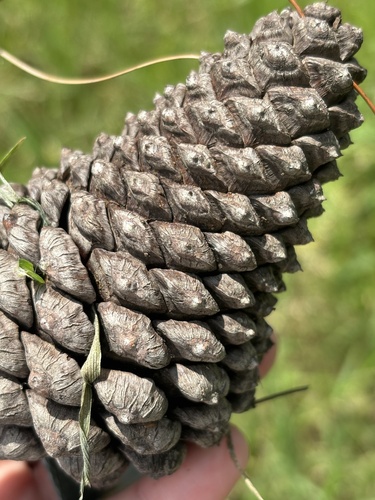 Pinus pseudostrobus, photograph 5