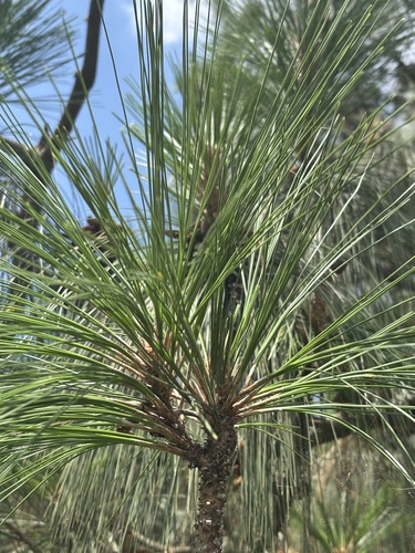 Pinus pseudostrobus, photograph 6