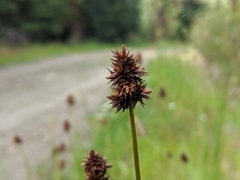 Carex pachystachya