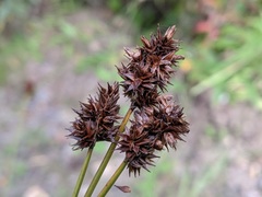 Carex pachystachya