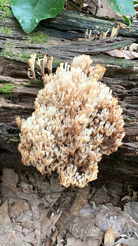 crown-tipped coral fungus