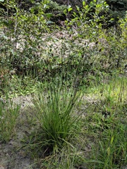 Carex pachystachya