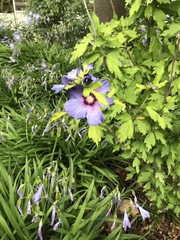 Angiospermae