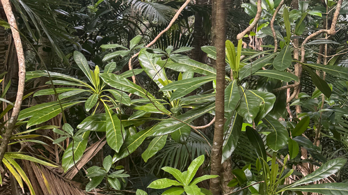 Meryta angustifolia observed 2025-05-30