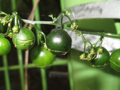 Gynostemma pentaphyllum