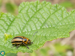 Endocephalus lineatus