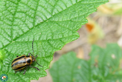 Endocephalus lineatus