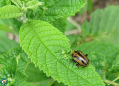 Endocephalus lineatus