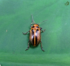 Endocephalus lineatus