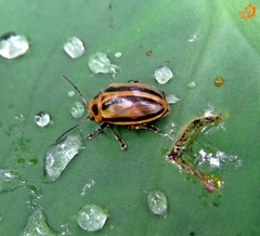 Endocephalus lineatus