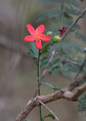 Hibiscus praeteritus