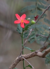 Hibiscus praeteritus
