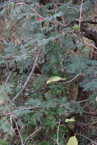 Hibiscus praeteritus, photograph 2