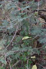 Hibiscus praeteritus, photograph (c) Tony Rebelo, some rights reserved (CC BY-SA)